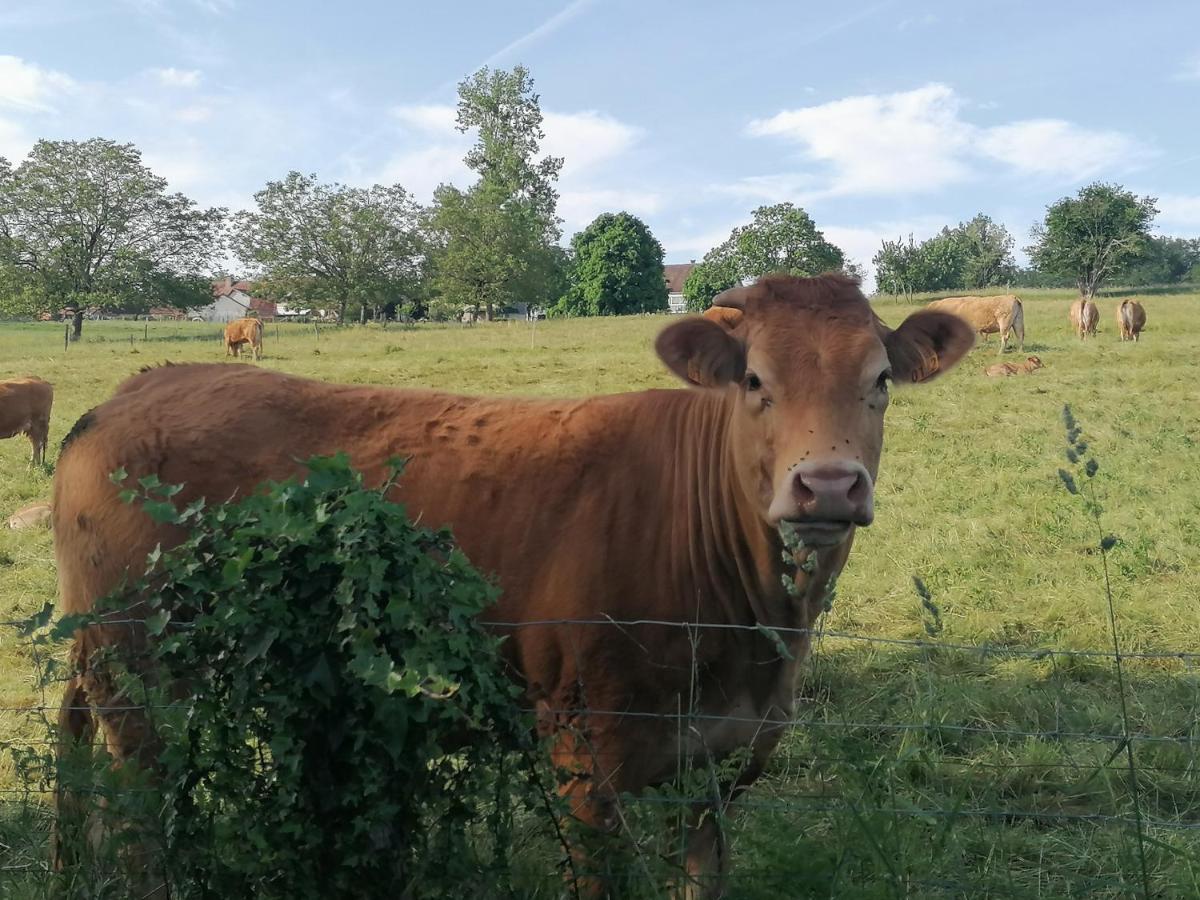 Gite de la Tuilière Clermont-d'Excideuil Esterno foto